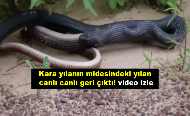 İnanılmaz olay! Kara yılanın midesindeki diğer yılan canlı canlı geri çıktı video izle