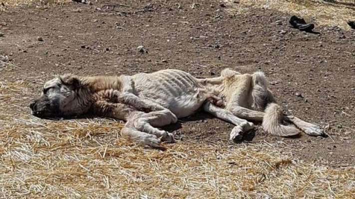 Açlıktan ölmek üzere olan Kangal köpeğine hayvanseverlerden yardım eli!