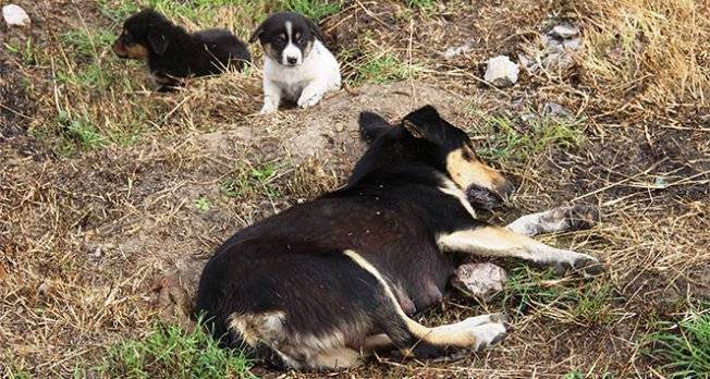 4 köpek zehirli tavuk etleriyle katledildi