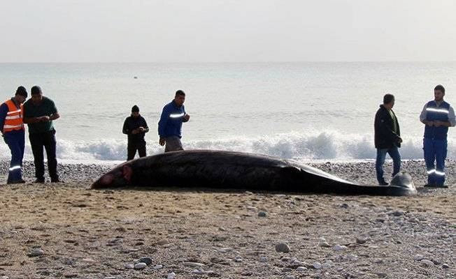 Antalya'da sahile ölü balina vurdu