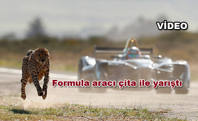 Formula aracı çita ile yarıştı video izle
