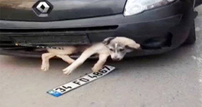 Akıl almaz olay! Aracının ön tamponuna sıkışan yaralı köpeği farketmedi! video