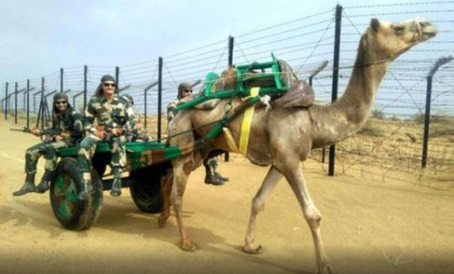 Hindistan ordusu Çin sınırında develerle devriyeye başlayacak