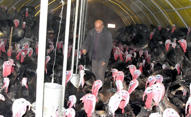 İstanbul'da pazar kapandı, hindiler elde kaldı