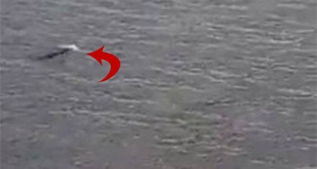 Kuşadası Milli Parkı'nda Akdeniz Foku görüntülendi video izle