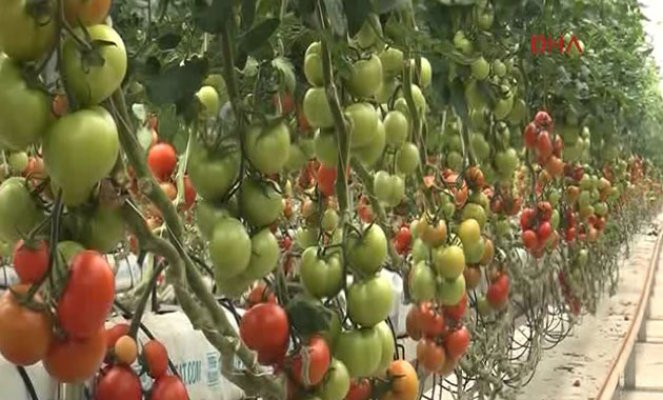 Rus ambargosunun olumsuz etkisi domatesin üzerinde