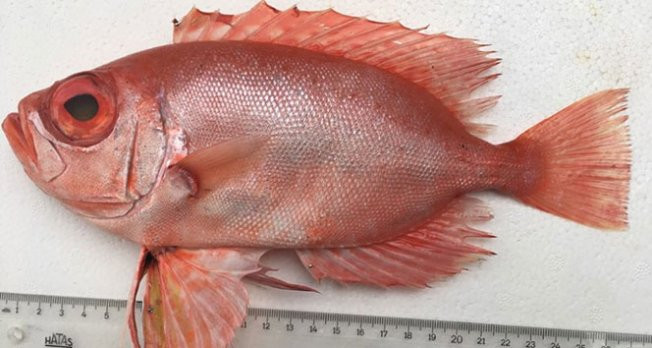 Bu balık türü Türkiye’de ilk kez görüldü