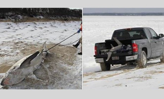 Köpek balıkları kutup soğuklarında donarak ve kapana kısılarak ölüyor