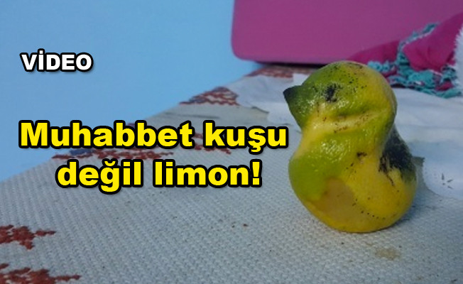 Kuş şeklindeki limon görenleri şaşırttı! video izle