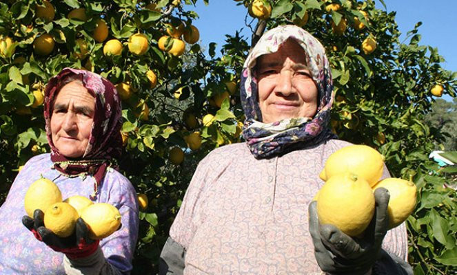 Limon üreticileri teşvik priminin açıklanmasını bekliyor