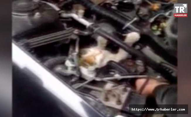 Aracın motor kısmına sıkışan kedi kurtarıldı Video İzle