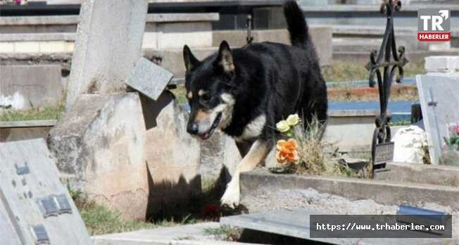 Arjantin'de vefalı köpek, 11 yıl boyunca sahibinin mezarı başında bekledi
