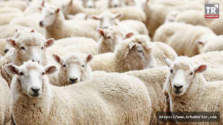 Bakan açıkladı: Geri dönenlere 300 koyun ve maaş