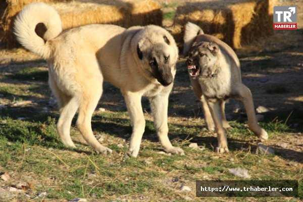 Kangal köpekleri Zeytin Dalı Harekatı'na hazır