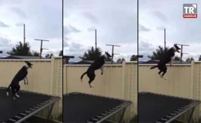 Sevimli köpek dışarıyı görebilmek için trambolinde böyle zıplıyor video izle