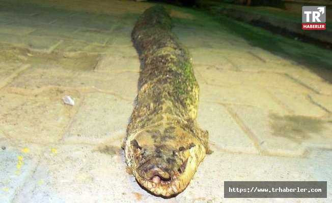 Tekirdağ’da 3 metre 20 santim uzunluğunda yılan bulundu