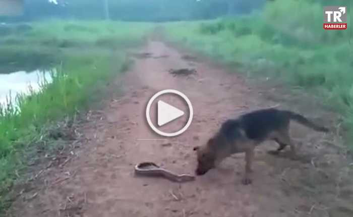 Elektrikli yılan balığını ısıran köpeğe bakın ne oldu video izle