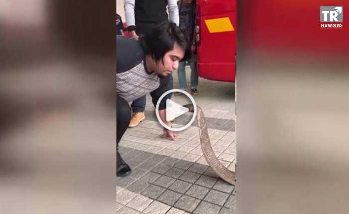 Kobrayı öpen adam sosyal medyada izlenme rekorları kırıyor video izle