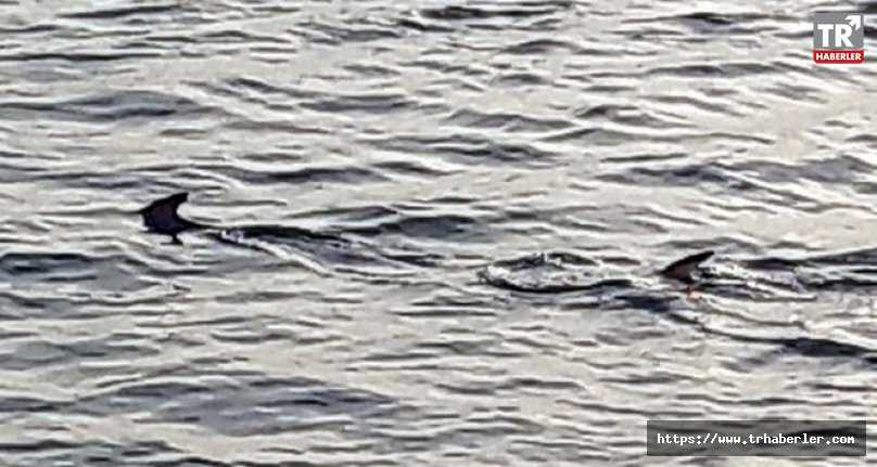 Muğla’da balıkçıların 'köpek balığı' şaşkınlığı