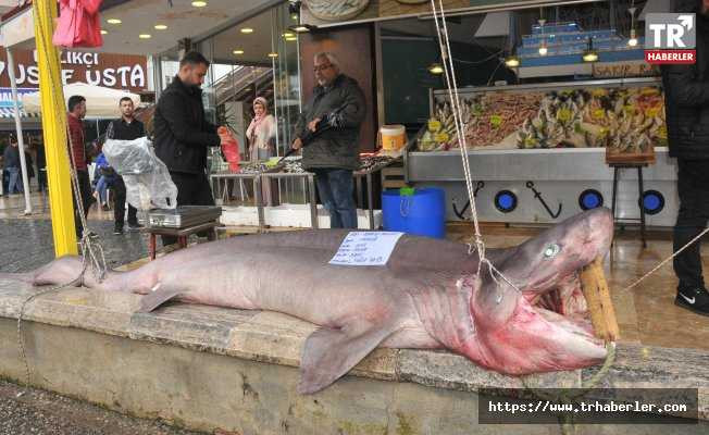 Oltasına 450 kiloluk köpekbalığı takıldı