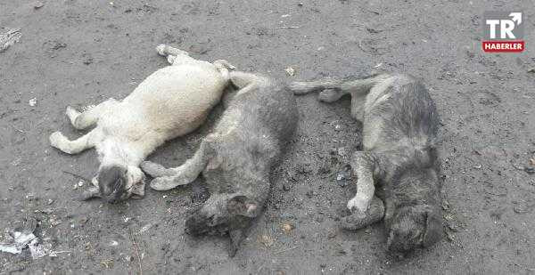 Pertek'te, iğne ile uyutma yerine köpeklerin öldürüldüğü iddiası