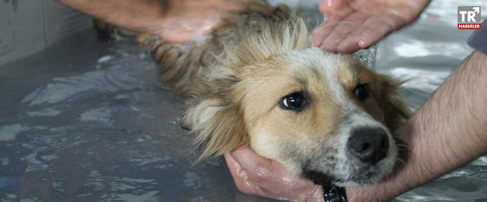 Sokak köpekleri kaplıcada yıkandı, bakımları yapıldı