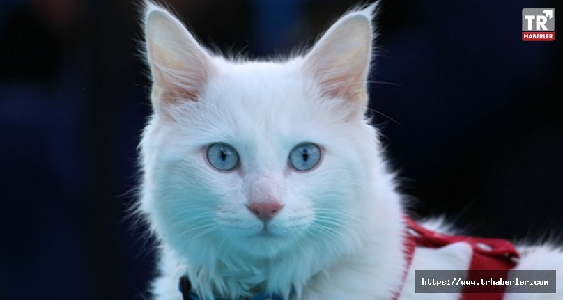 Kayseri polisinden 'kedi' açıklaması
