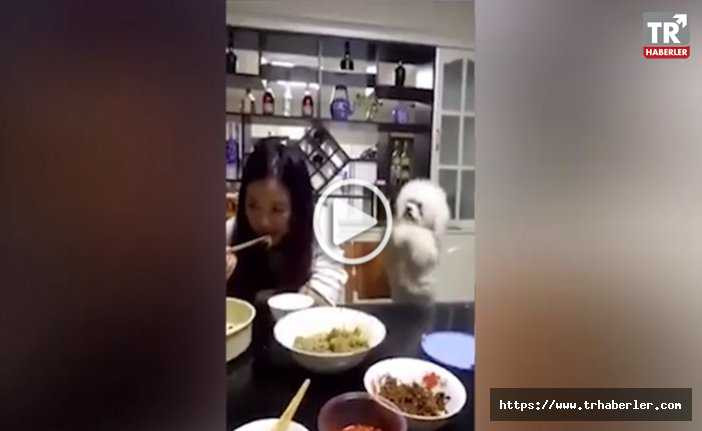 Yemek yemek isteyen köpeğin komik halleri video izle