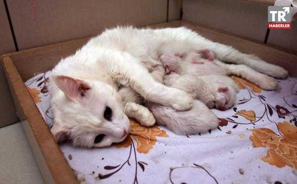 Yılın ilk yavru Van kedileri, dünyaya gözlerini açtı