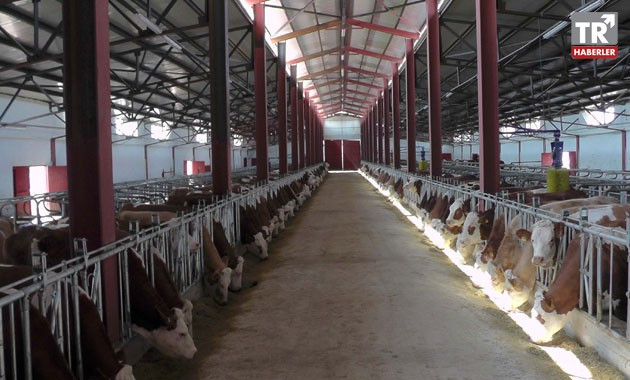 2 milyon lira devlet desteği ile modern süt üretim tesisi açtı
