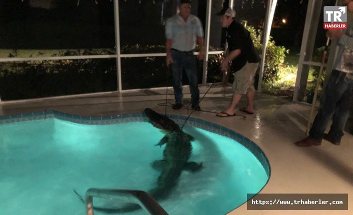 Florida'da havuzda timsah bulundu