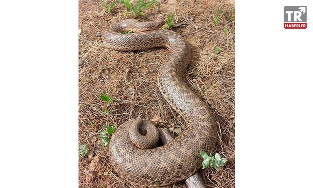Mutki'de boa yılanı görüntülendi