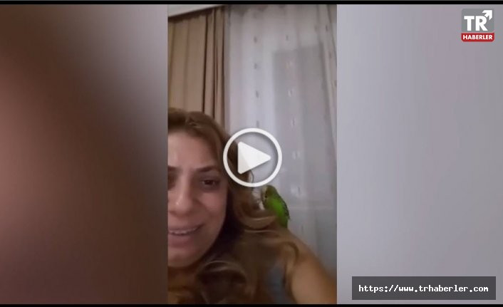 Sahibine fırça atan muhabbet kuşunun konuşması inanılmaz video izle