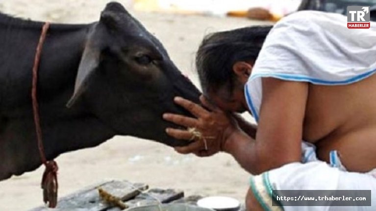 Hindistan'da bir terzi inek kestiği için linç edilerek öldürüldü