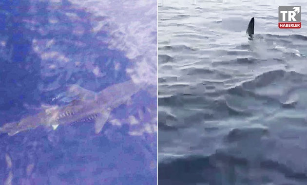 Marmaris açıklarında görülen köpek balığı şaşkınlık yarattı