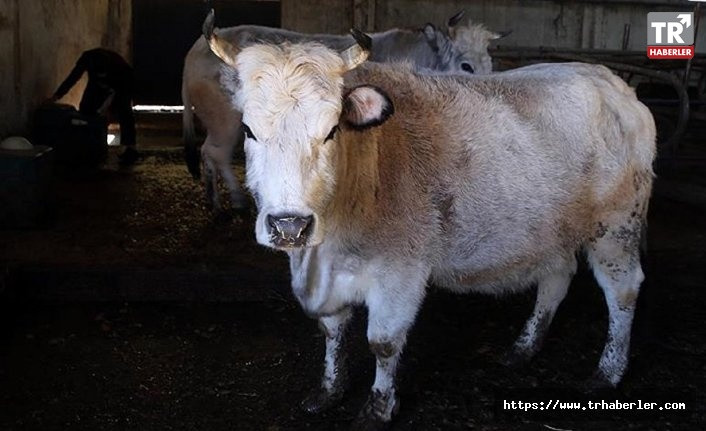 Polonya'dan 3 bin hasta sığır eti ithal edilmiş: 'Tahlil raporları yabancı dildeydi, anlamadık'