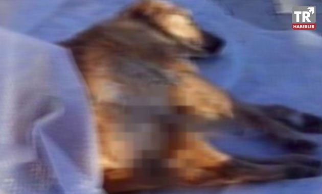 Sokak köpeğini demir levyeyle öldürdü, para cezası kesilip serbest bırakıldı