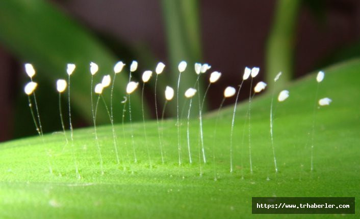 3 bin yılda bir açan 'Udumbara çiçeği' şeftali üzerinde bulundu