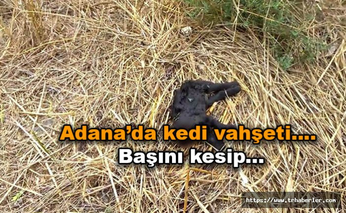 Adana'da kedi vahşeti : Başını kesip...