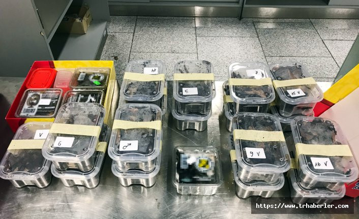 Almanya’da bir yolcunun bagajında 22 tarantula çıktı