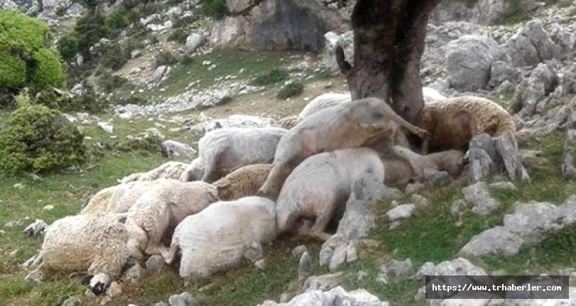 Koyunlarına bakmayha giden çoban hayatının şokunu yaşadı!