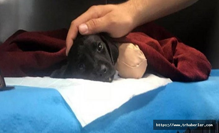 Sakarya'da ayakları ve kuyruğu kesilerek ölen yavru köpek: Kepçe operatörü tutuklandı!