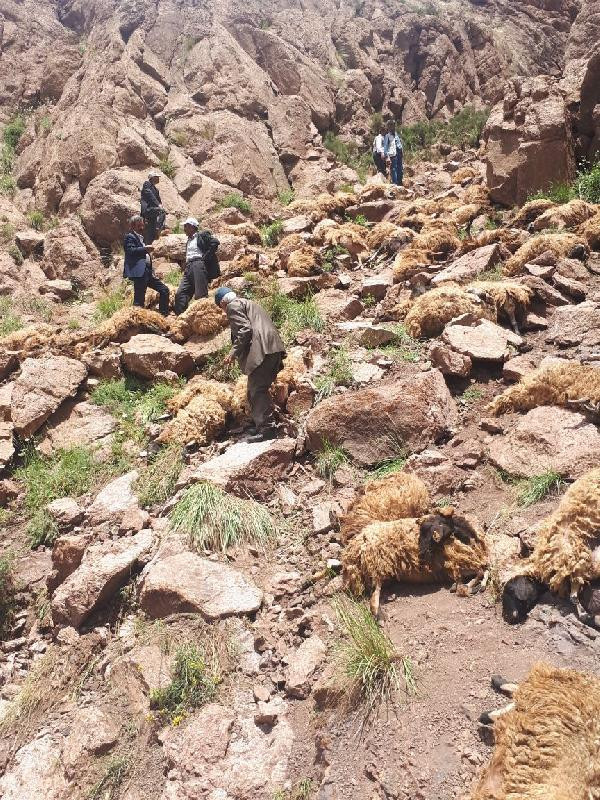 Van'da 500 koyun intihar etti