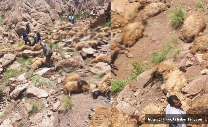 Van'da 500 koyun uçurumdan atlayarak öldü