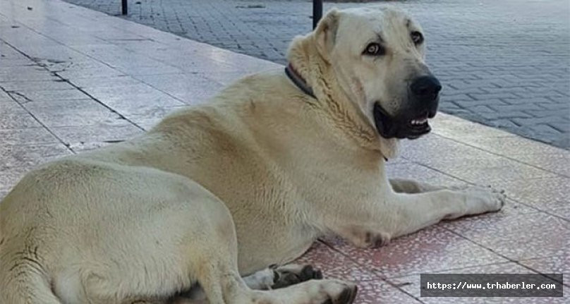 Bu köpeği bulana Antalya’da bir hafta tatil!