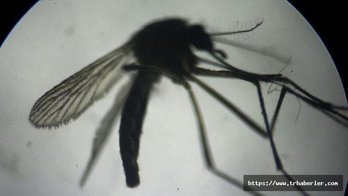 Fransa Briollay Belediye Başkanı sivrisineklerin semte girişini yasakladı