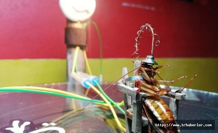Hamam böceğini elektrikli sandalyede idam eden heykeltıraş: Çalışma masam kirlenebilirdi