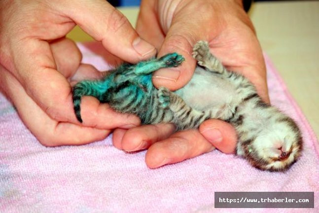 Kırklareli'de yavru kedinin ayağını başka bir hayvan koparmış
