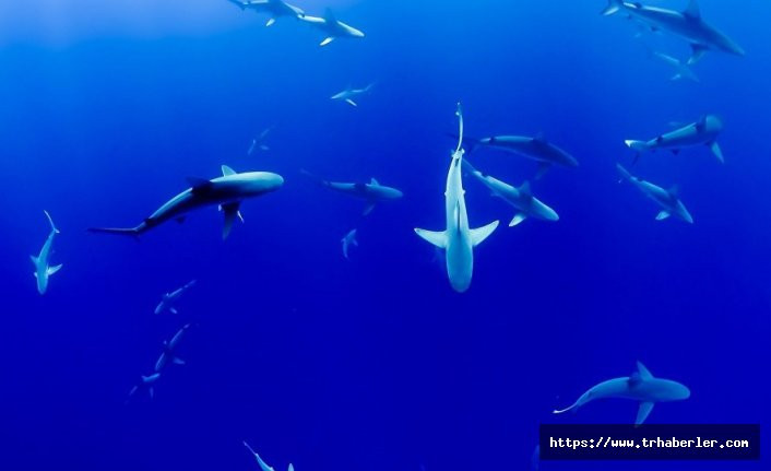 ABD kıyılarına kırmızı bir köpek balığı vurdu