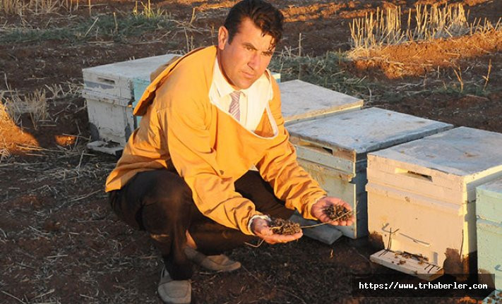 Akçakale'de toplu arı ölümleri üreticileri endişelendirdi